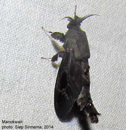 Papua Insects Foundation (Lepidoptera/Psychidae/Dappula tertia)